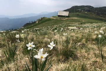 A maggio non può mancare un'escursione sull'altipiano di Mares per ammirare la fioritura dei Narcisi.
